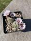 Preview: Turbinicarpus valdezianus